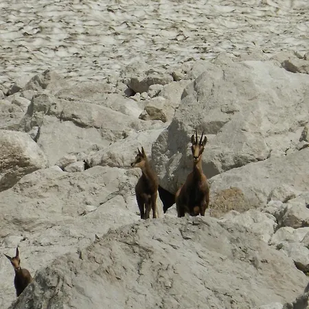 בית הארחה Pri Lovrizu 2*